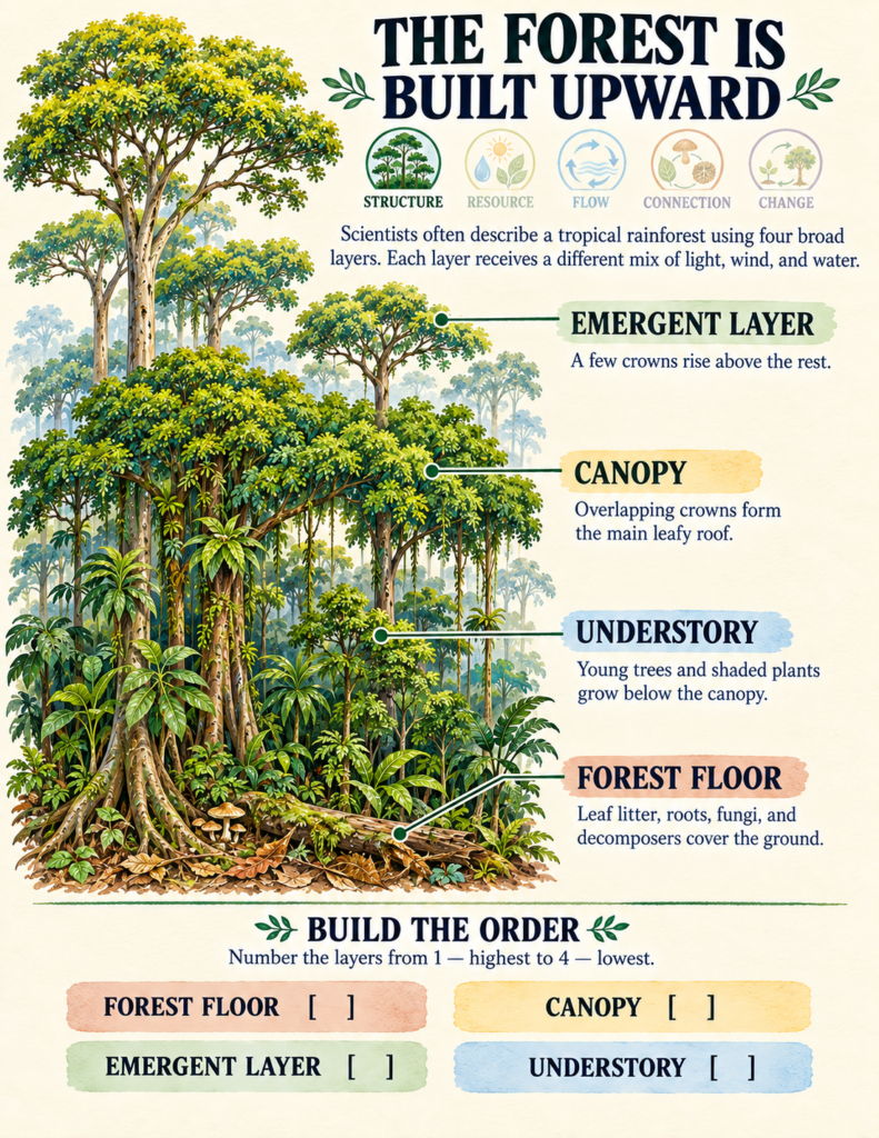 Comparison activity contrasting a rigid layer-cake diagram of a rainforest with a realistic overlapping canopy model.