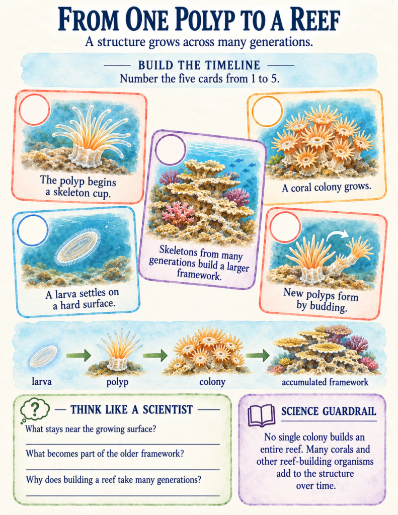 Anatomy diagram of a single coral polyp showing tentacles, mouth, and calcium carbonate skeleton cup.
